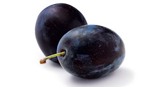 Plum Rana