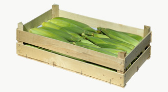 Supersweet corn