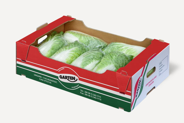 Chinese cabbage export
